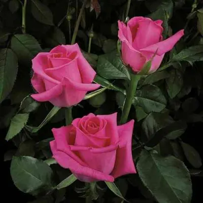 Роза ТОПАЗ чайно-гибридная в Иркутске