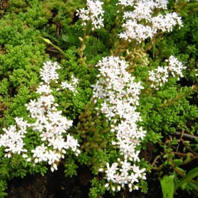 Очиток (седум) ХЛОРОТИКУМ белый в Иркутске