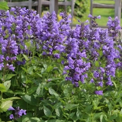 Котовник БЛЮ ДРИМС полусидячий в Иркутске