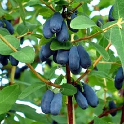 Жимолость съедобная АМФОРА в Иркутске