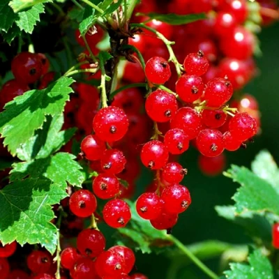 Смородина красная НЕНАГЛЯДНАЯ в Иркутске