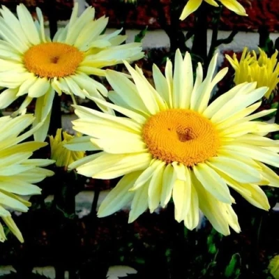 Нивяник БРОДВЕЙ ЛАЙТС великолепный в Иркутске