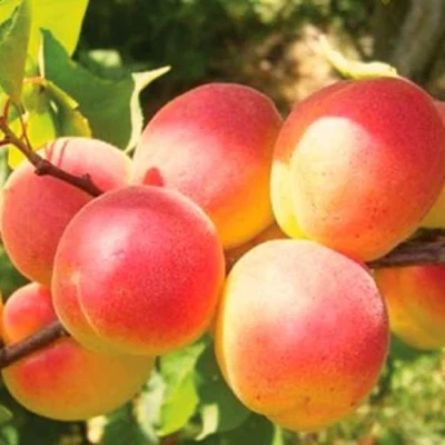 Абрикос NJA-19 в Иркутске