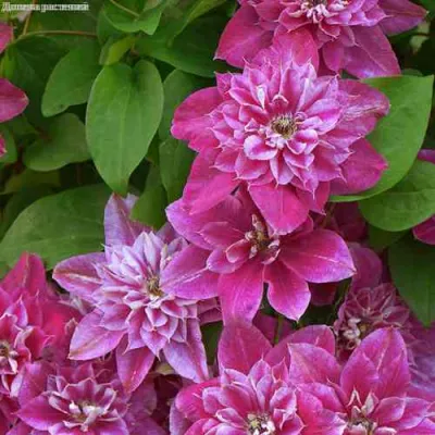 Клематис МАЙ ДАРЛИНГ  в Иркутске