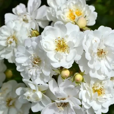 саженцы розы Гирлянда Де Амур