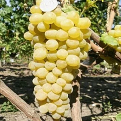 Виноград КИШМИШ ЗОЛОТЦЕ в Иркутске