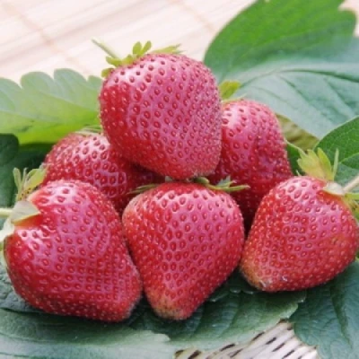 саженцы клубники Вима Ксима