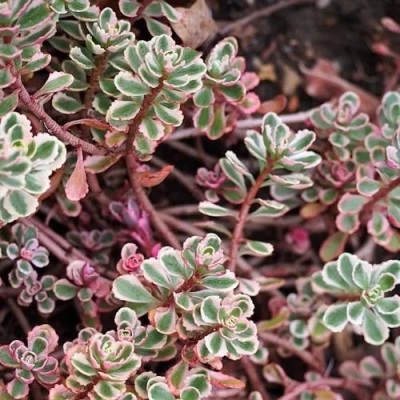 Очиток (седум) ТРИКОЛОР ложный в Иркутске