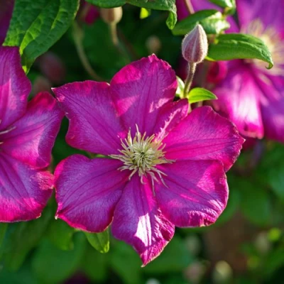 Клематис КАРМЕНСИТА в Иркутске