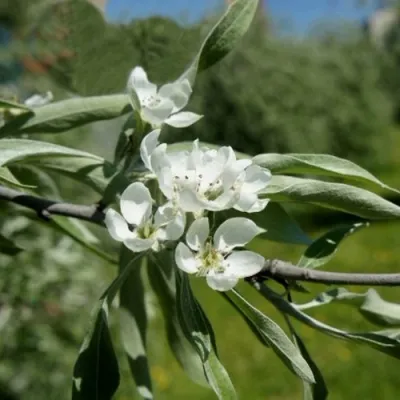 Груша ИВОЛИСТНАЯ в Иркутске