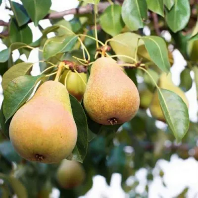 Груша ВЫСТАВОЧНАЯ в Иркутске