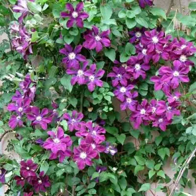 Клематис ГЕРОИ ВАРШАВЫ в Иркутске