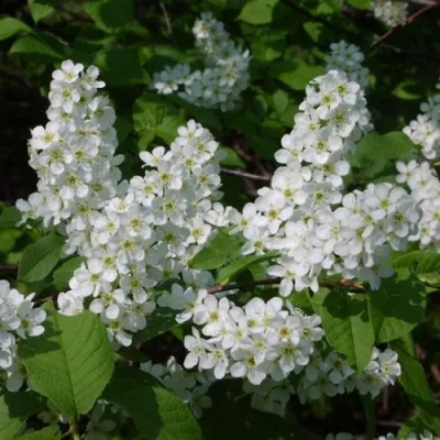Черемуха ПАМЯТИ САЛАМАТОВА в Иркутске