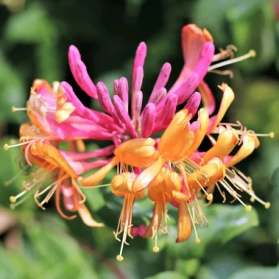 Жимолость ГЕКРОТА в Иркутске