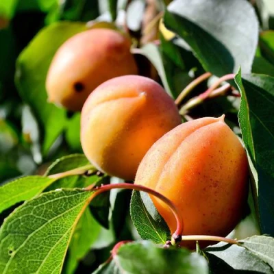 Абрикос БАЙ в Иркутске