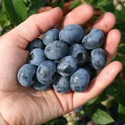 Голубика ПАТРИОТ в Иркутске