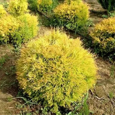 Туя ГЛОБОЗА АУРЕА западная в Иркутске