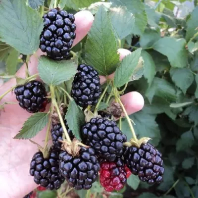 Ежевика ОУАЧИТА бесшипная в Иркутске