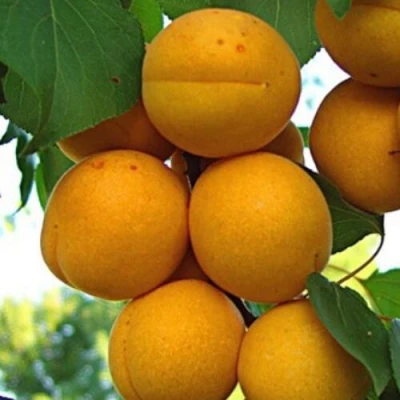 Абрикос ОНТАРИО в Иркутске