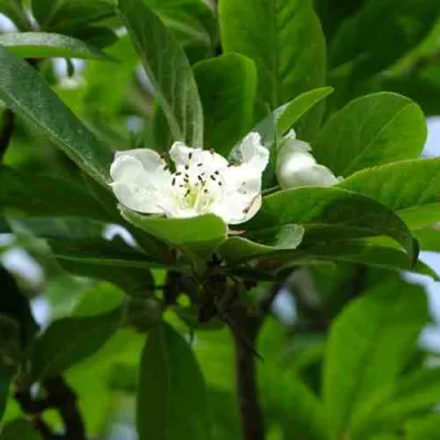 МУШМУЛА  в Иркутске