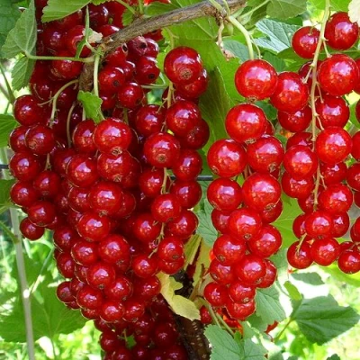 Смородина красная ЙОНКЕР ВАН ТЕТС в Иркутске