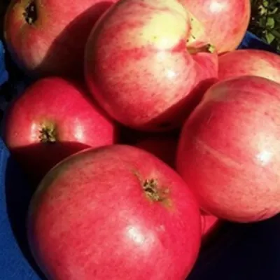 Яблоня СУЙСЛЕПСКОЕ (МАЛИНОВКА) в Иркутске