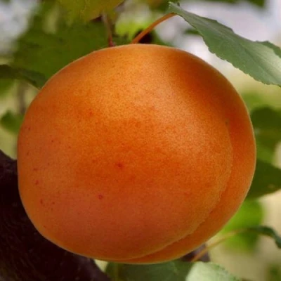 Абрикос ОЛИМП в Иркутске