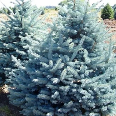 Ель ГЛАУКА колючая в Иркутске