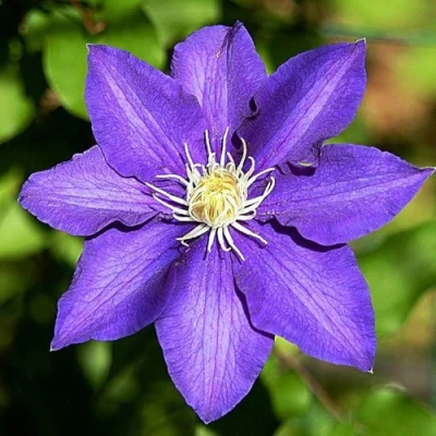 Клематис ЗЕ ПРЕЗИДЕНТ в Иркутске