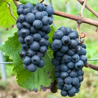 виноград Пино Нуар