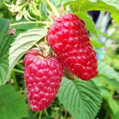 Малина ПШЕХИБА в Иркутске