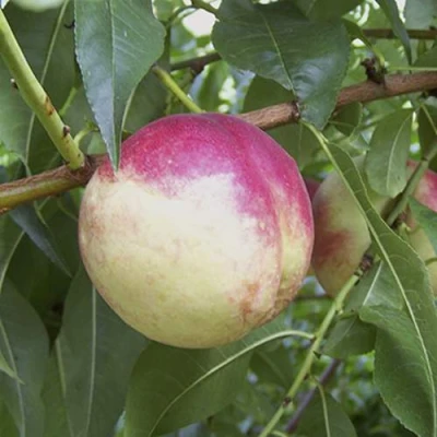 ПИЧЕРИН в Иркутске