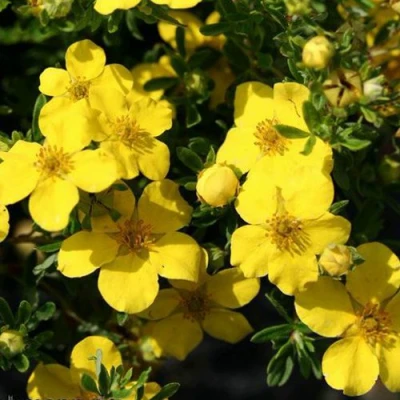 Лапчатка ХАКМАНС ГИГАНТ кустарниковая в Иркутске