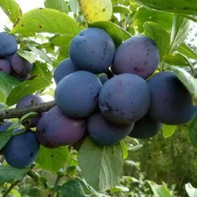 Слива КРОМАНЬ в Иркутске
