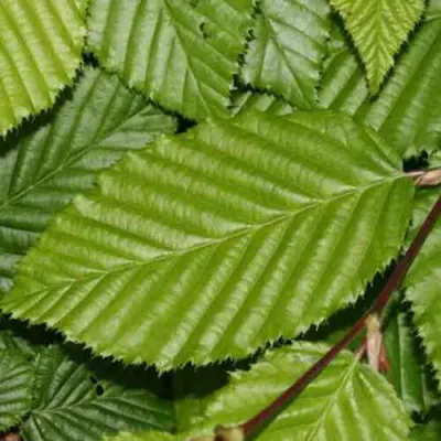 Граб японский в Иркутске