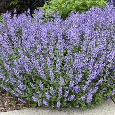 Котовник СИКС ХИЛЛС ГИАНТ в Иркутске