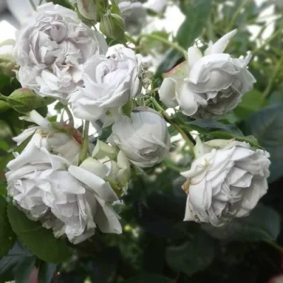 саженцы розы гризелис