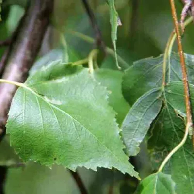Береза повислая в Иркутске