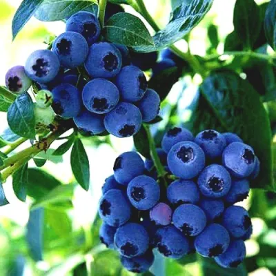 Голубика РЕКА в Иркутске