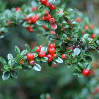 Кизильник горизонтальный в Иркутске