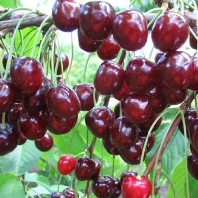 Черешня ОВСТУЖЕНКА в Иркутске