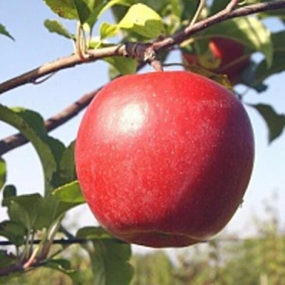 Яблоня ЛИГОЛ в Иркутске