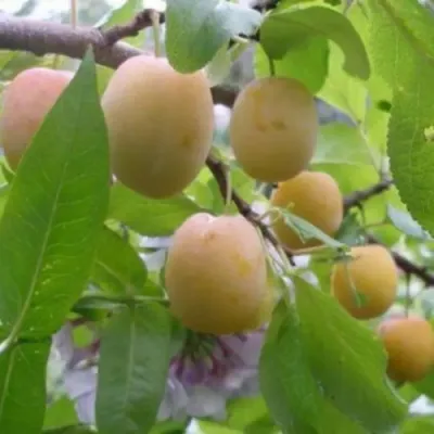 Слива УТРО в Иркутске