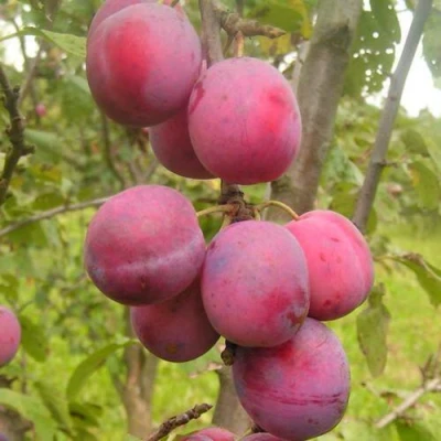 Слива ЭДИНБУРГСКАЯ в Иркутске