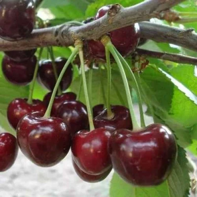 саженцы черешни Саммит