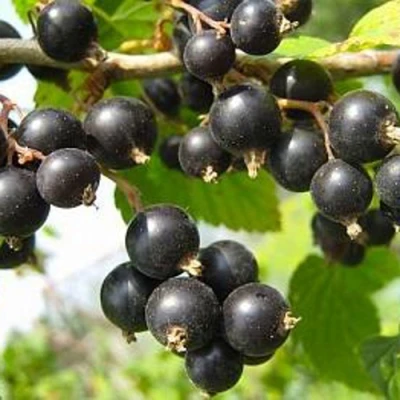 Смородина черная АЖУРНАЯ в Иркутске