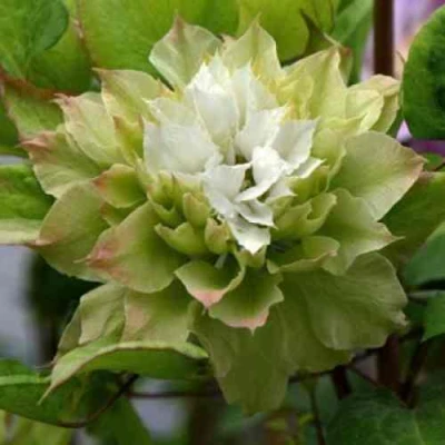 Клематис СЕН-НО-КЕЙЗ в Иркутске