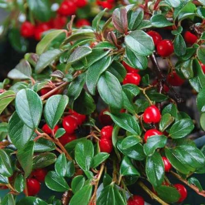 Кизильник Даммера в Иркутске