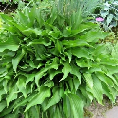 Хоста ГАРРИ ВАН ТРИЕР в Иркутске