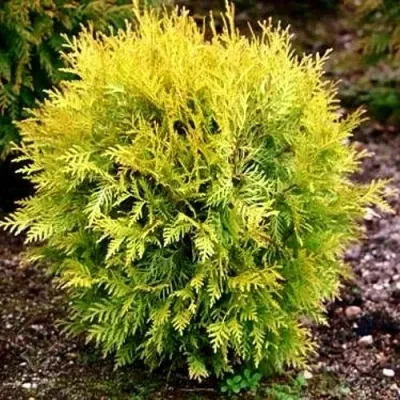 Туя ГЛОБОЗА АУРЕА западная в Иркутске